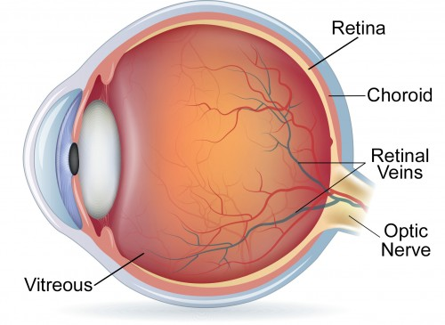 <p>term. Retina</p>