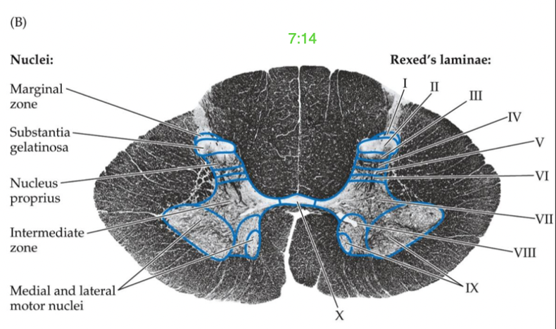 <p>in between the ventral/dorsal horns</p><p>Laminae VII: visceral functions</p><p>Laminae X: gray commissure - axons <strong><em>crossover</em></strong> to other side of SC</p>