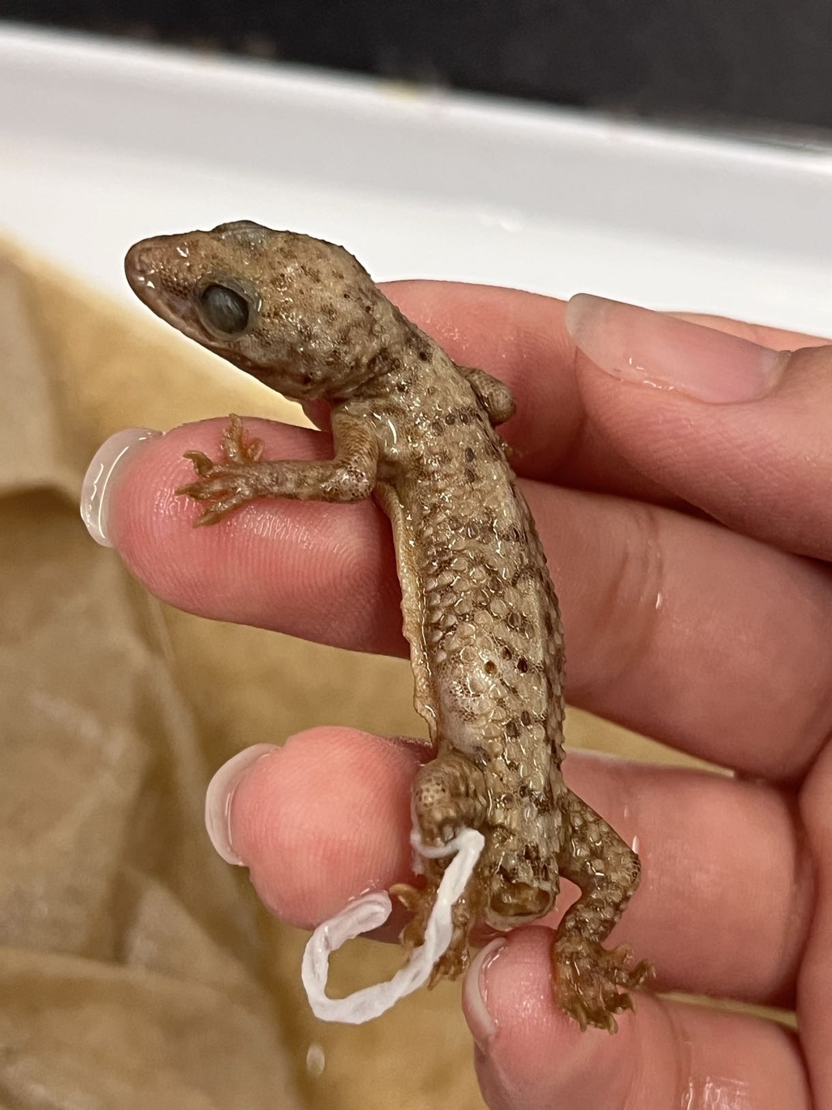 <p>Suborder + Family?<br>- worldwide</p><p><strong>- toe pads</strong></p><p>- soft skin (fine scales)</p><p><strong>- lack eye lids</strong></p><p><1k species</p>