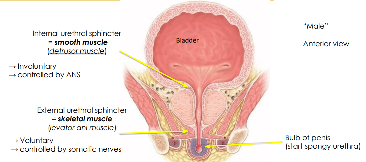 <p>- internal urethral sphincter (smooth muscle = detrusor muscle). This is involuntary and controlled by ANS</p><p>- external urethral sphincter (skeletal muscle = levator ani muscle). Voluntary and controlled by somatic nerves</p>