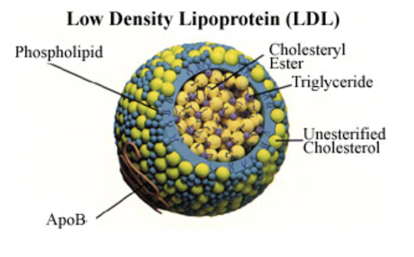 Complexes of:

* Specific carrier protein (apolipoprotein)
* Phospholipids
* Triglycerides
* Cholesterol
* Cholesteryl esters

? Can esterify it w a fatty acid

Chain of a fatty acid ?

_

**LDL:** very __rich__ in cholesterol & cholesteryl esters