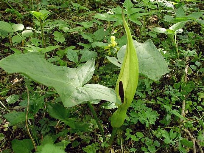 <p><em>Araceae -</em> áronovité</p><p><em>Arum maculatum -</em> áron plamatý</p>