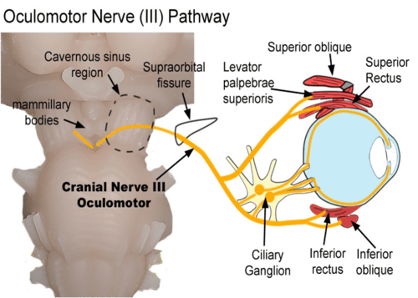<p>Oculomotor nerve</p>