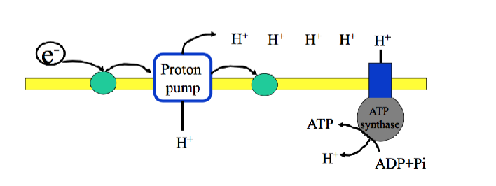 <p>The flow of protons allow for the formation of ATP from ADP and inorganic phosphate</p>