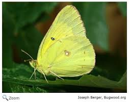 <p>Cabbage butterflies</p>