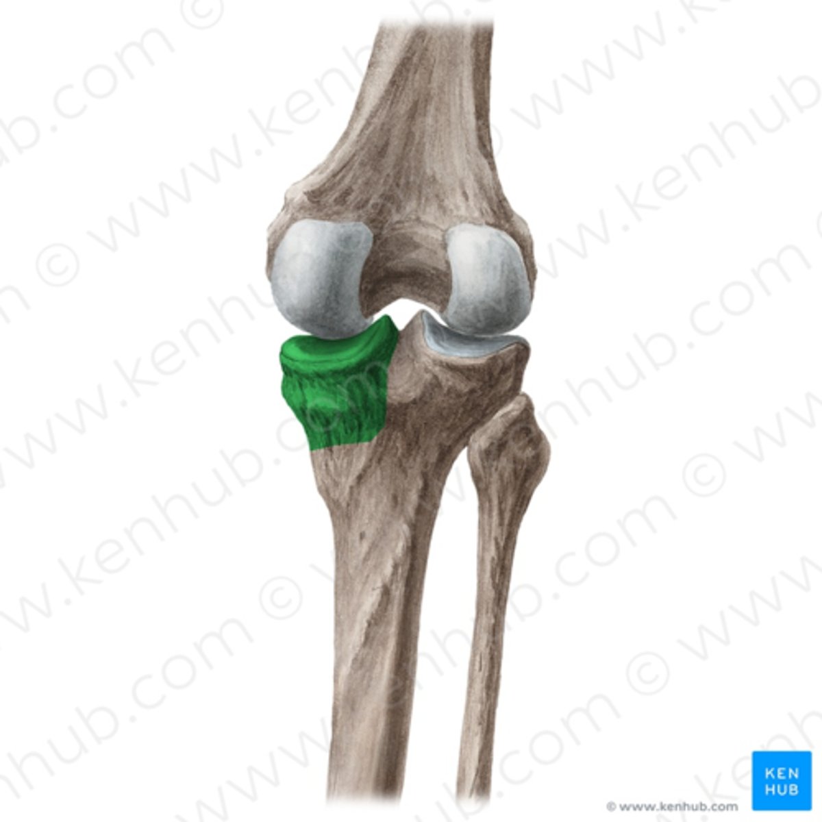 <p>condylus medialis</p>
