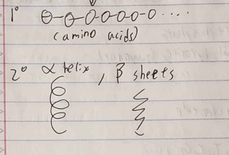<p>1) (image) </p><p>2) (image)</p><p>3) sheet + helix structure (tertiary)</p><p>4) Polypeptide chain </p><p>*3 and 4 are functional groups*</p>