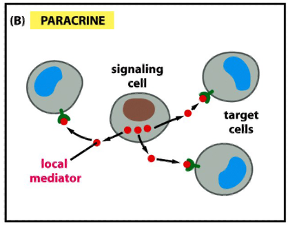 <ul><li><p>signals are released into the extracellular space and act locally on neighboring cells (paracrine)</p></li><li><p>autocrine: the cell responds to its own secreted signal</p></li><li><p>eg. cancer cells use this strategy to stimulate survival and proliferation</p></li></ul><p></p>