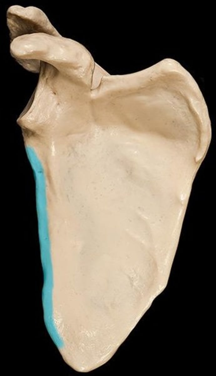 <p>lateral, thickest, slightly concave</p>