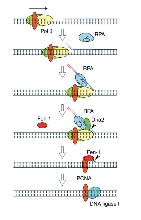 <ol><li><p>pol delta ploughs through</p></li><li><p>gets to the double stranded ends from the other lagging strand/fragment</p></li><li><p>RPA is recuited→ stabilises the singlge stranded strands that is on this flap</p></li><li><p>This reuicts Dna2→ endonucleauses</p></li><li><p>cuts the DNA <strong>NON PRECISE</strong></p></li><li><p>RPA leaves and Fen-1 is recruited→ flap endonuclease</p></li><li><p>this removes primers <strong>PRECISE</strong></p></li><li><p>Fen-1 leaves</p></li><li><p>PCNA remains and recruits DNA ligase 1 to close the gap→ binds phosphate back bone together</p></li></ol><p></p>