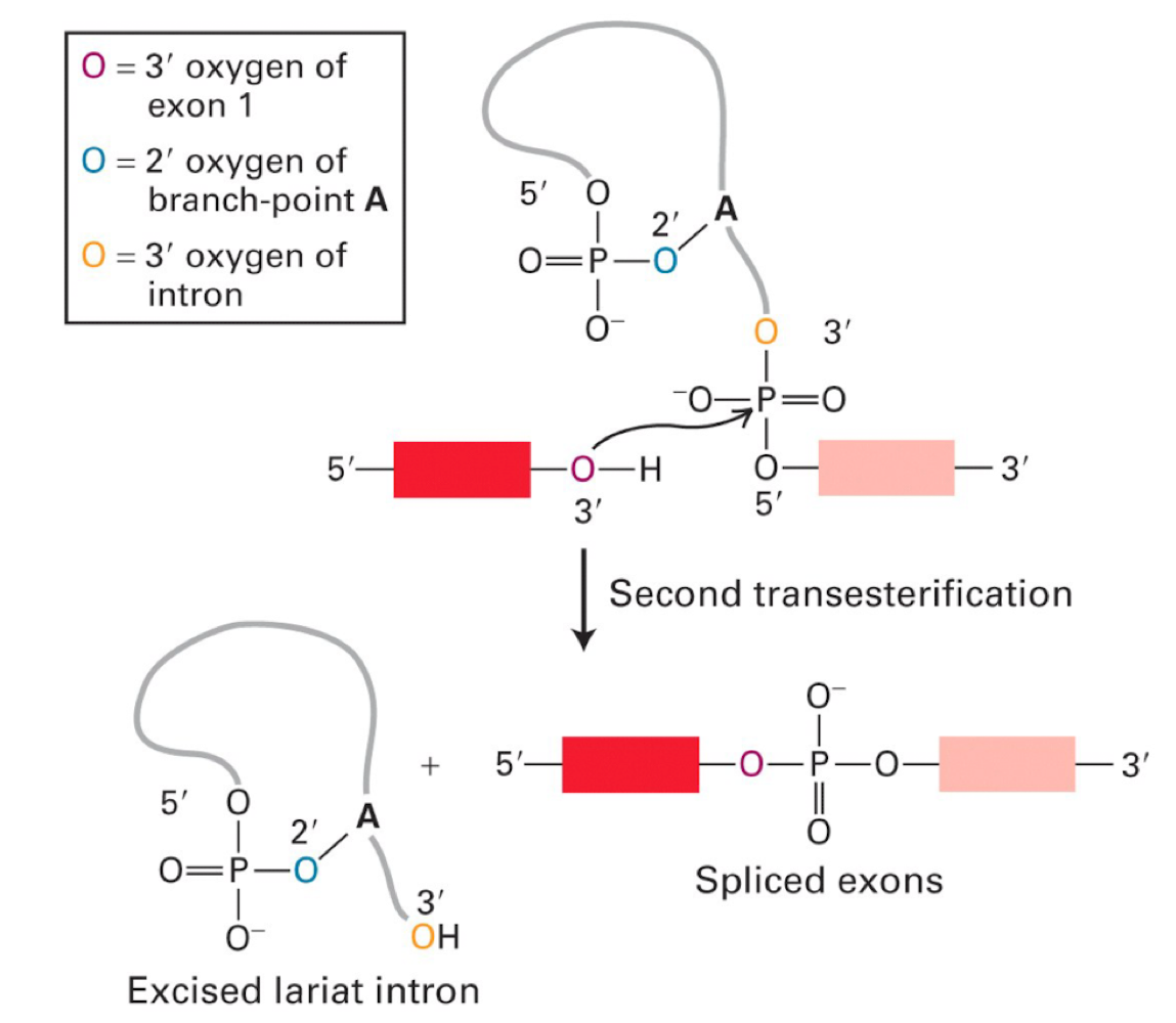 <ul><li><p>the reactions involved with forming and resolving Lariat structures</p></li><li><p>nucleophilic attack by A on 5’PO4 of intron</p></li><li><p>OH on exon attacks PO4 on other exon</p></li></ul><p></p>