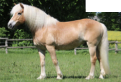<p>What pony breed is this?</p>