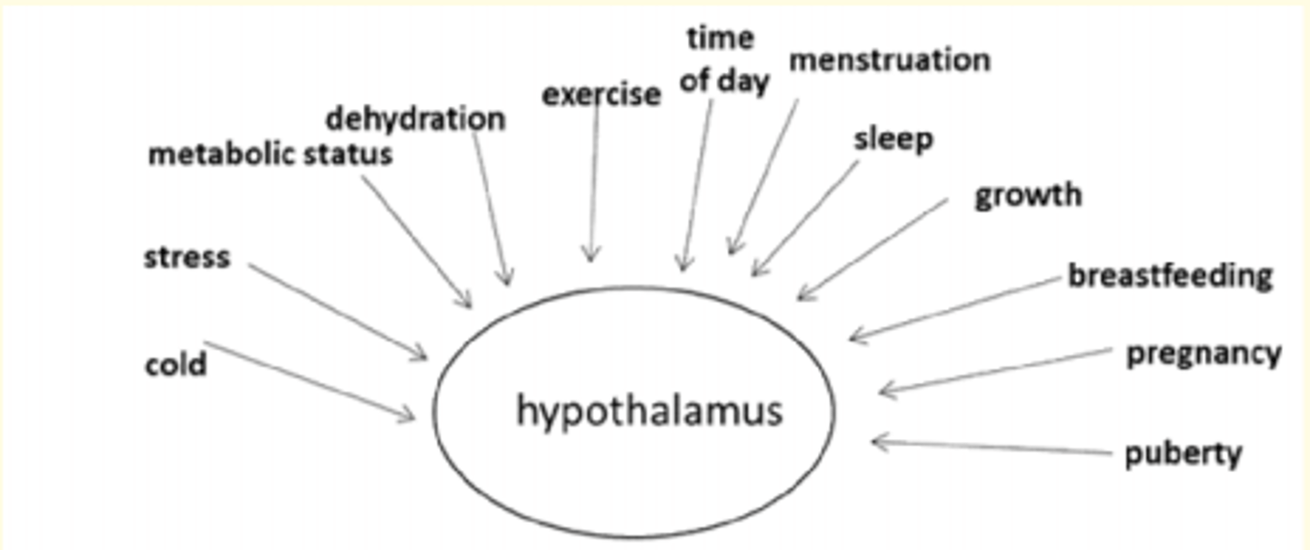 <p>- Cold</p><p>- Stress (HPA)</p><p>- Metabolic status</p><p>- Dehydration</p><p>- Exercise</p><p>- Time of day</p><p>- Menstruation</p><p>- Sleep</p><p>- Growth </p><p>- Breastfeeding</p><p>- Pregnancy</p><p>- Puberty</p>