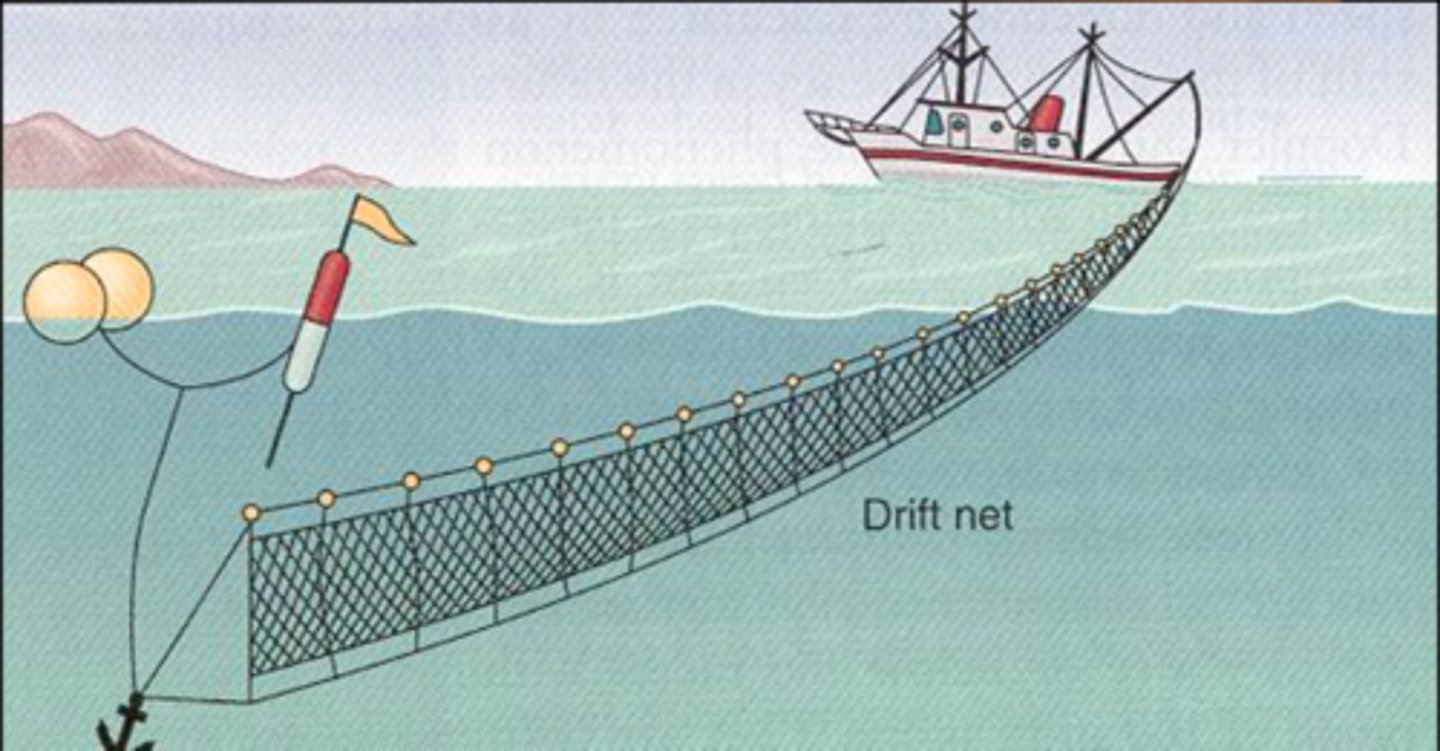 <p>nets that drift through the water and indiscriminately catch everything in their path</p>