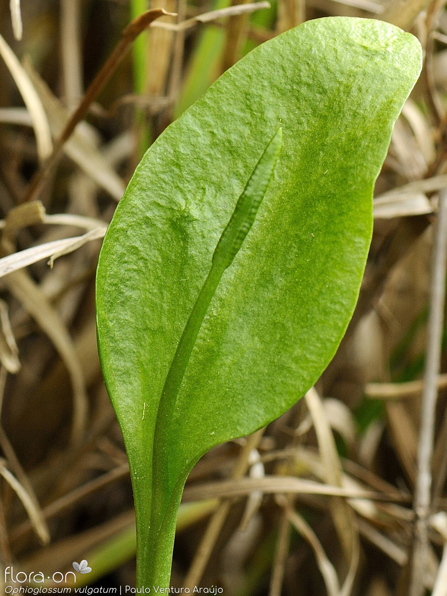 <p>What are the identifying features of the Ophioglossaceae family?</p>