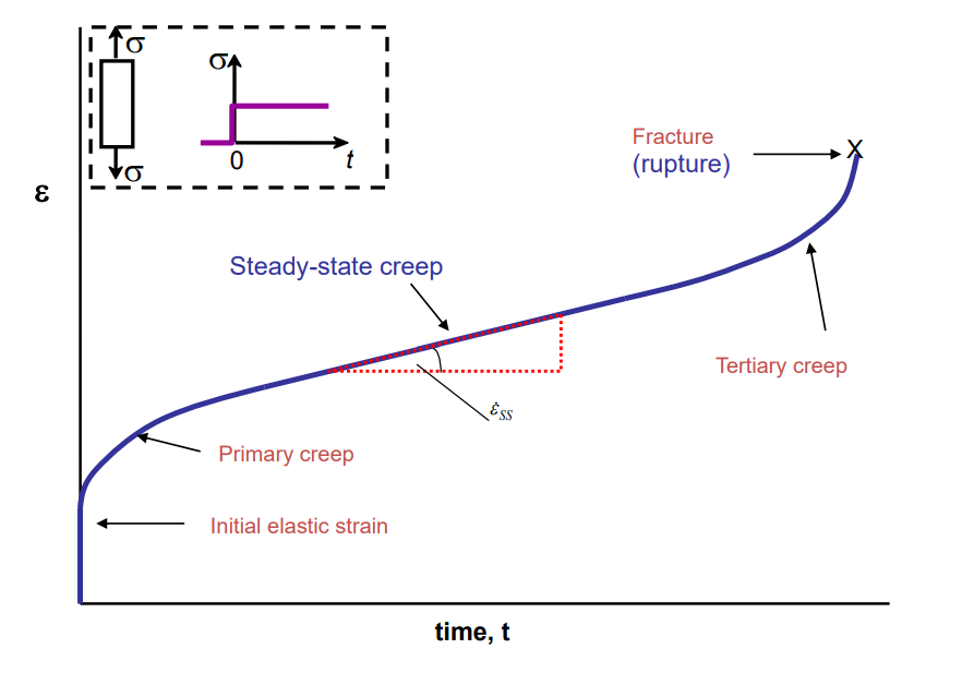<p>Initial elastic strain, primary creep , secondary creep (steady-state), tertiary creep (accelerating until rupture).</p>
