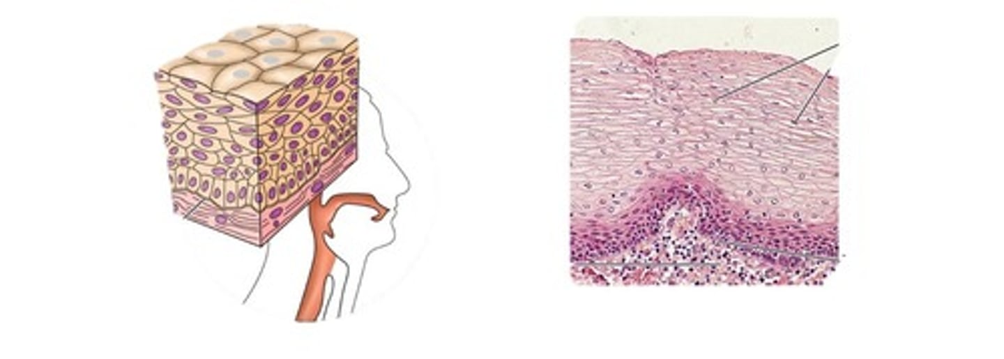 <p>Multiple layers of flat cells.</p><p>Function: protects underlying tissues in high friction areas.</p><p>Location: nonkeratinized type forms the moist lining of the esophagus, mouth, and vagina; keratinized type forms the epidermis of the skin, a dry membrane.</p>