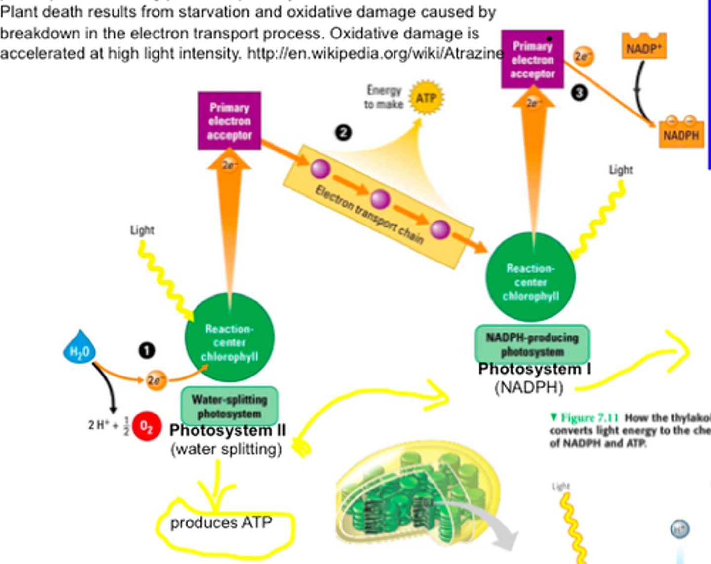 <p>- the 3 parts of the photosystem do their job as expected</p><p>After this photosystem:</p><p>- a very short ETC delivers the 2 HEe- to</p><p>NADP+ ---&gt; NADPH + H+ (e- destination)</p><p>- the reaction center chlorophyll is reloaded with 2e- from the other photosystem via another ETC (e- source)</p>