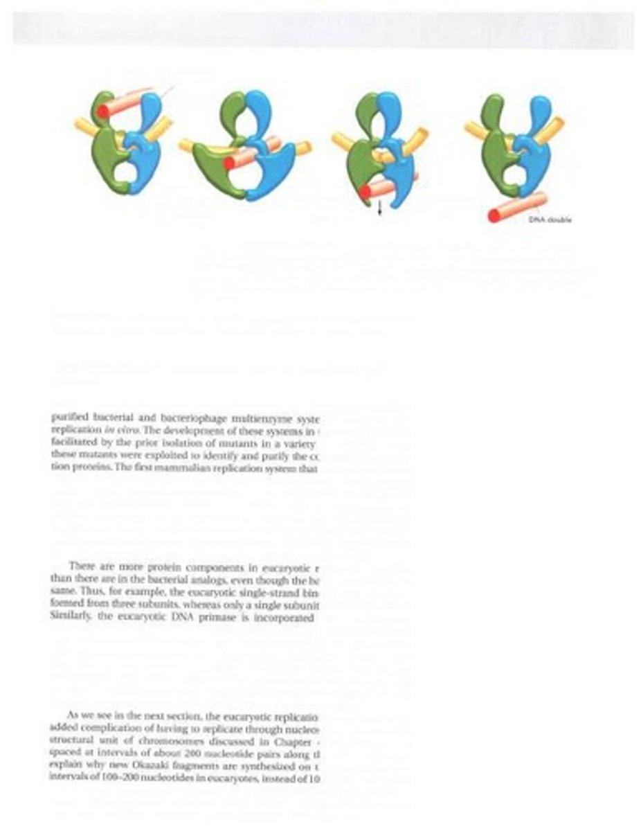 <p>Cycles of bacterial reproduction, affecting mutation accumulation.</p>