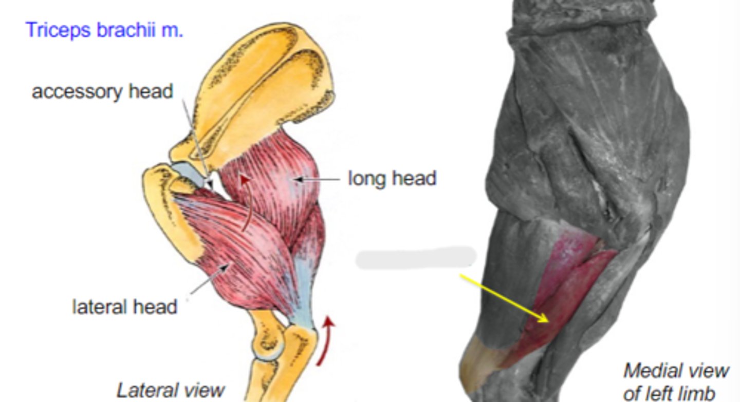 <p>What is the yellow arrow pointing to?</p>