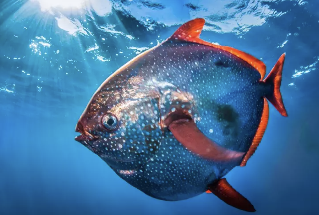 <p>oarfishes, opah, etc.</p><p></p><p></p><p>Key traits:</p><p>no true fin spines, maxilla excluded from gape, mouth protrusible, tropical and temperate epipelagic planktivores</p>