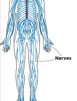 <p>It consists of nerves outside the brain and spinal cord. It connects the CNS to the body</p>