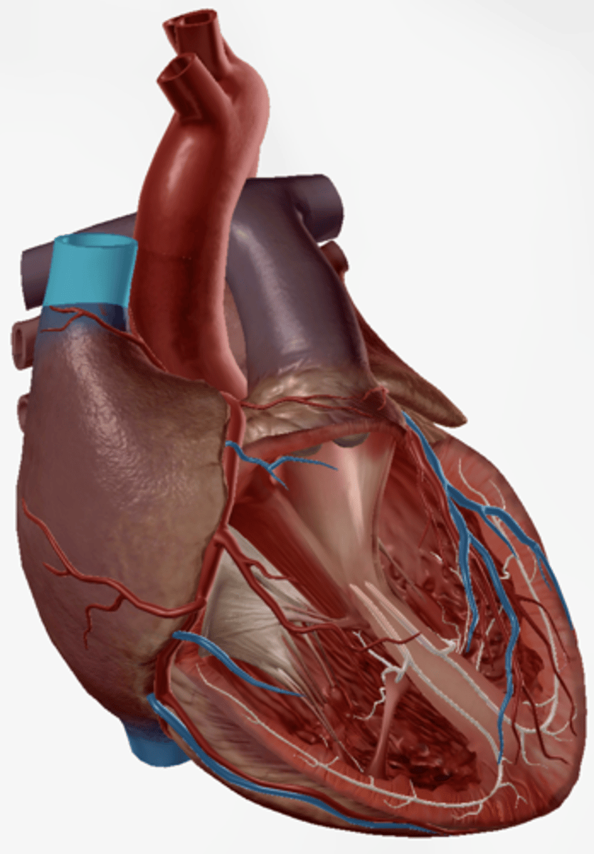 <p>receives blood from the head and arms and chest and empties into the right atrium of the heart</p>