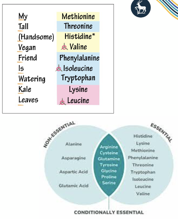 <p><strong>Essential</strong></p><p>• His, Ile, Leu, Lys, Met, Phe,</p><p>Thr, Trp and Val</p><p>• can’t be synthetized by the body and must be obtained through the diet</p><p></p><p><strong>Conditionally essential</strong></p><p>• Arg, Cys, Gln, Tyr, Gly, Pro, and Ser</p><p>• In condition of stress a surplus of these amino acids need to be uptaken through the diet to cope with body demand</p><p></p><p><strong>Non essential</strong></p><p>• Ala, Arg, Agn, Asp, Cys, Glu, Gln, Gly, Pro, Ser, and Tyr</p><p>• Can be synthetized by the body</p>