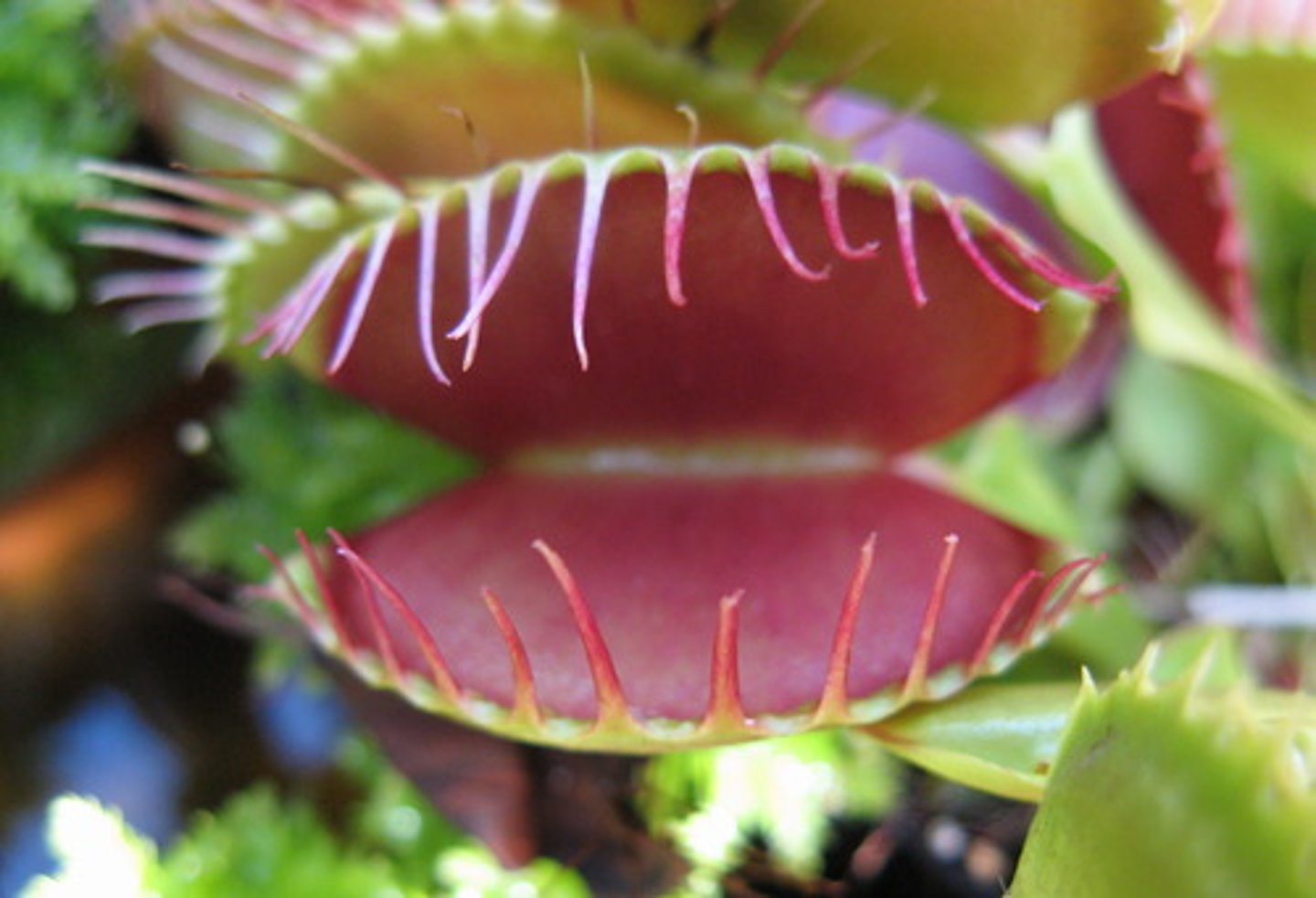 <p>A plant's response to a stimulus such that the direction of the response is preprogrammed and not dependent on the direction of the stimulus</p>