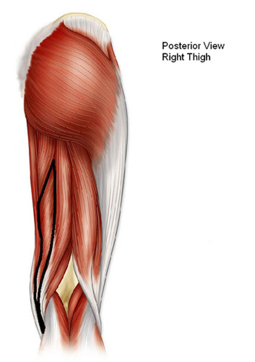 <p>Origin: ischial tuberosity</p><p>Insertion: Medial condyle of tibia</p><p>Action: flexes knee and extends hip</p>
