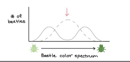 <ul><li><p>Favours individuals at both ends of the distribution</p></li><li><p>selects against the average </p></li><li><p>It is also known as diversifying selection </p></li></ul><p></p><ul><li><p>leads to the formation of distinct subpopulations of organisms </p></li><li><p>in time, the allele frequencies in the subpopulations may change to the extent that the two groups may no longer be able to interbreed —> speciation </p><p></p></li><li><p>Example: darwins finches (beak sizes) </p></li></ul><p></p>