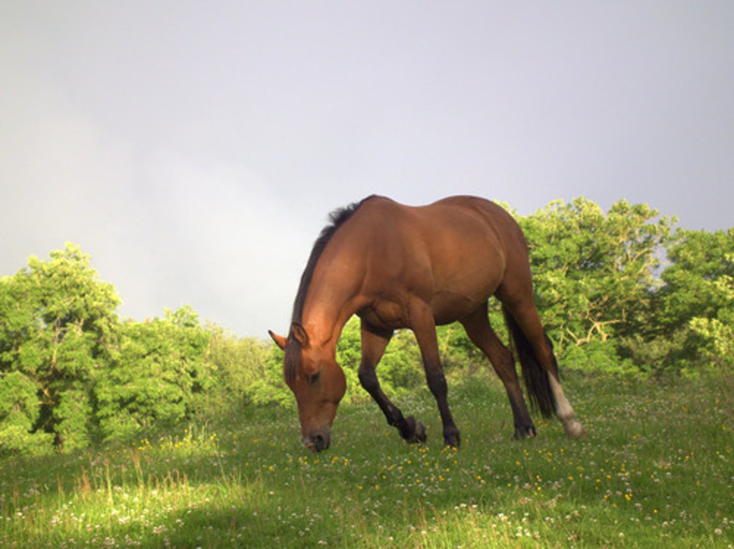 <p>horse</p>