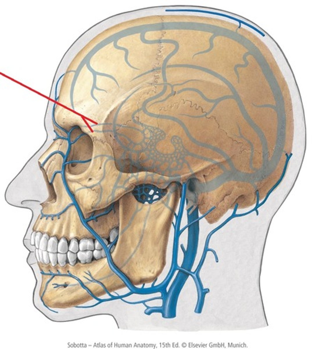 <p>- Finns som superior och inferior vena ophthalmica.</p><p>- De två vener markerade är superior, medan den längst ner i orbita är inferior.</p><p>- Ansluter till vena jugularis interna.</p>
