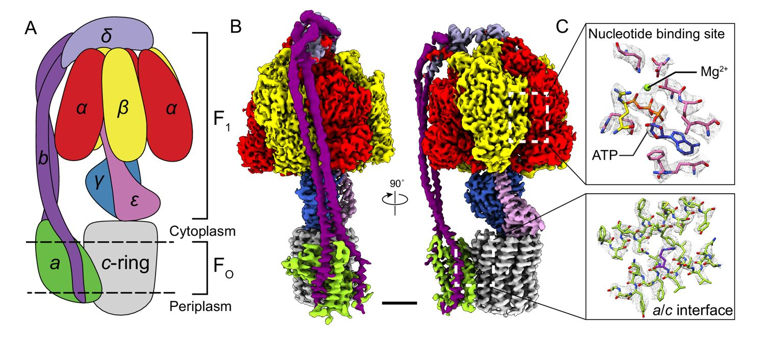 <ul><li><p><strong><span>Stator arm:</span></strong><span> Prevents the α₃β₃ hexamer from rotating with the stalk.</span></p></li><li><p><strong><span>Rotor (c-ring + γ subunit):</span></strong><span> Rotates with proton flow.</span></p></li><li><p><strong><span>Catalytic sites:</span></strong><span> Located in the β subunits of F₁.</span></p></li><li><p><strong><span>Coupling:</span></strong><span> Mechanical rotation → chemical synthesis.</span></p></li></ul><p></p>