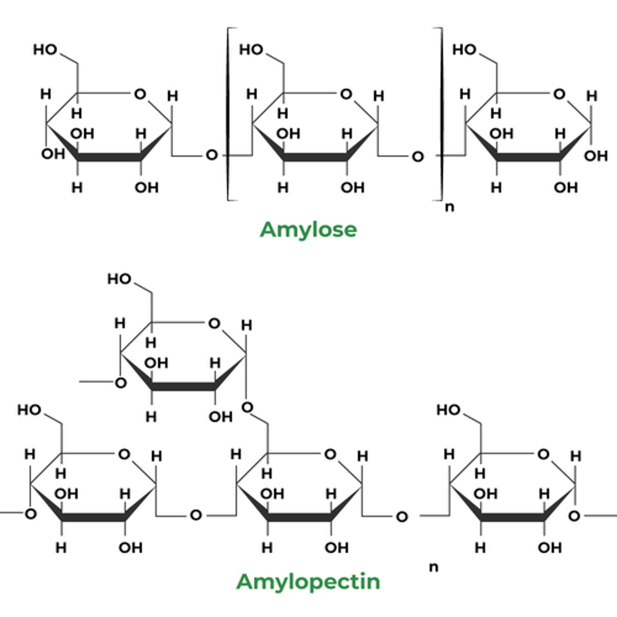 <p><u><span>Starch</span></u></p><ul><li><p>Starch is a polysaccharide made from <strong>α </strong>glucose</p></li><li><p>monomers in the chain are joined by 1,4 glycosidic bonds</p></li><li><p>Contains unbranched amylose and branched amylopectin</p></li><li><p>Branches joined to chains by 1,6 glycosidic bonds</p></li></ul><p><strong>Amylose</strong></p><p>- α 1-4 glycosidic bond</p><p>-unbranched, coiled</p><p><strong>Amylopectin</strong></p><p>-α 1-4 glycosidic bonds AND α 1-6 glycosidic bonds </p><p>-branched</p>