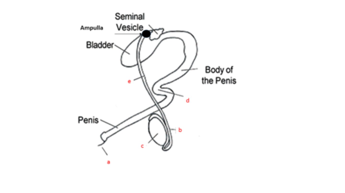 <p>what is the name of the organ labeled "b"</p>