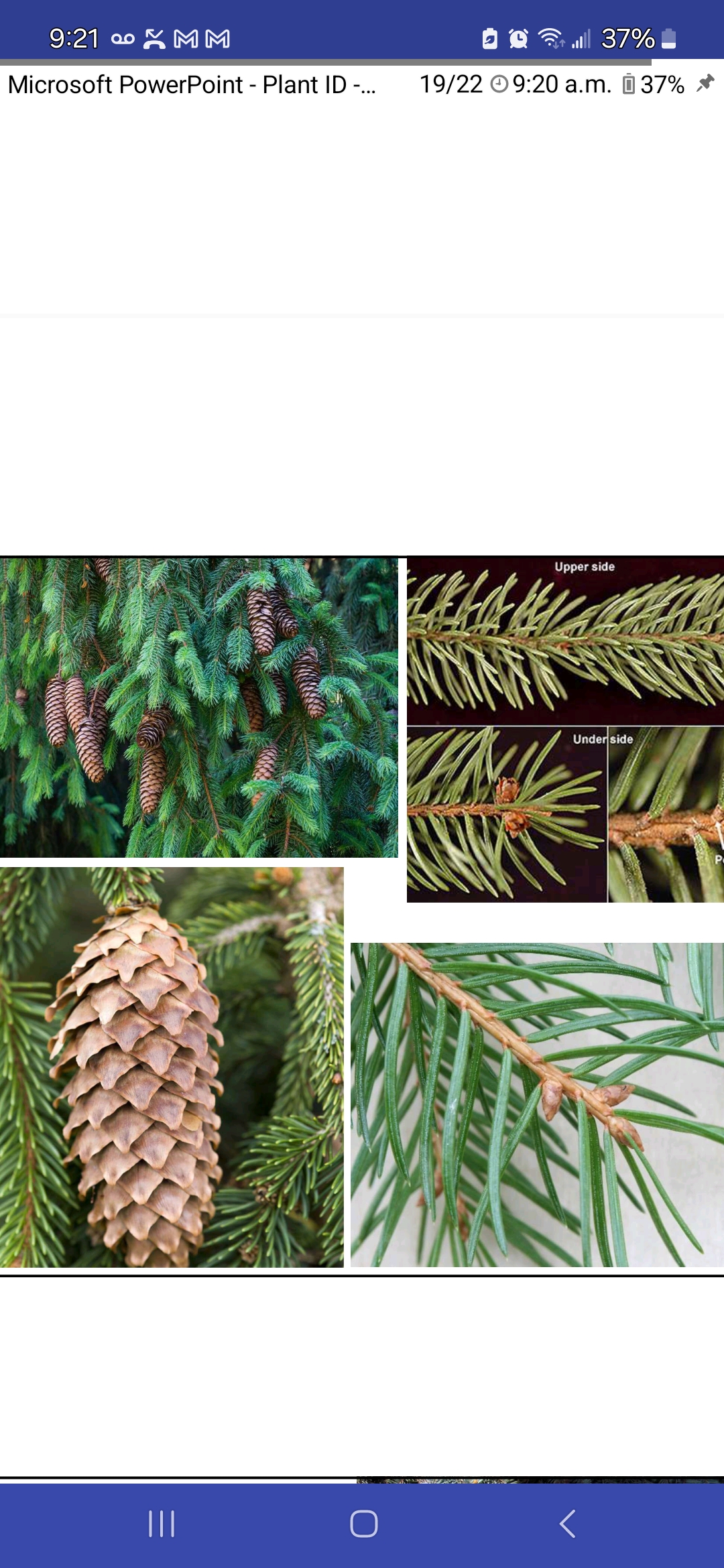 <p>Picea abies, Pinaceae</p>