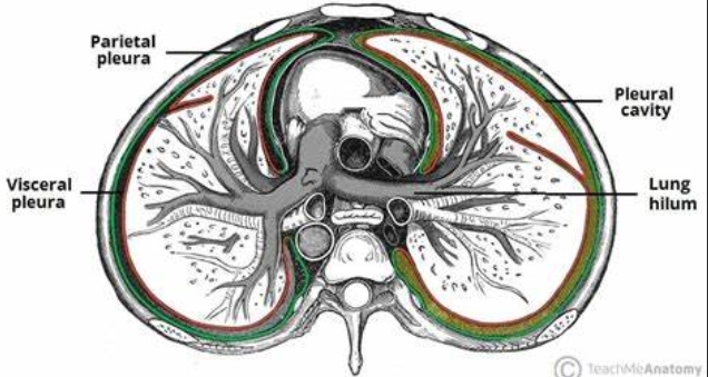 <ul><li><p>lines the <strong><u>inner rib cage</u></strong> &amp; upper surface of the diaphragm</p></li></ul><ol><li><p><span style="font-family: &quot;Baskerville Old Face&quot;">Rich nerve innervation;</span></p></li><li><p><span style="font-family: &quot;Baskerville Old Face&quot;">Lines inner rib cage</span></p></li></ol><ul><li><p><span style="font-family: &quot;Baskerville Old Face&quot;">inflammation produces pleuritic pain with deep inspiration, for example, in pleurisy, pneumonia, and pulmonary embolism</span></p></li></ul><p></p>