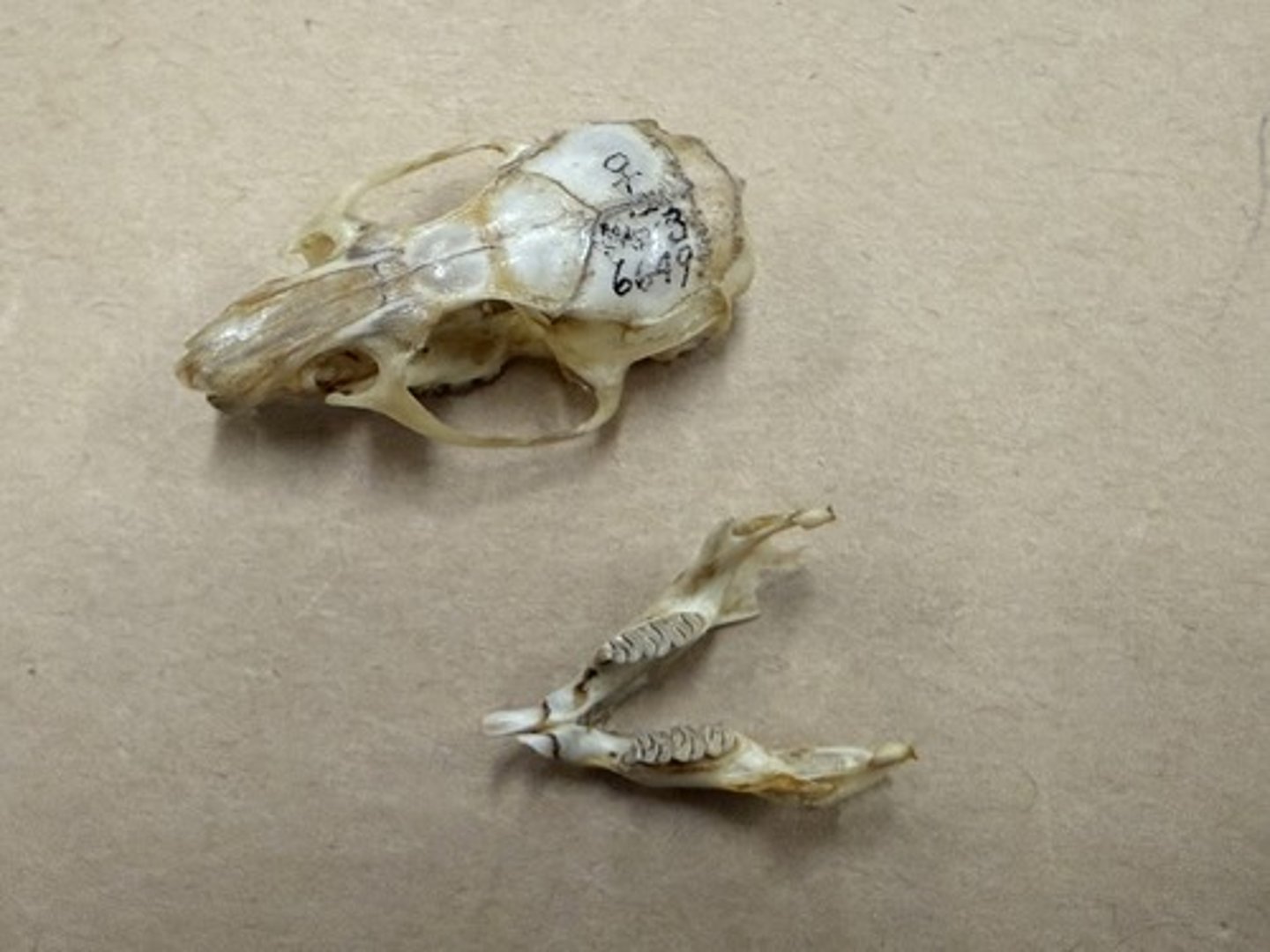 <p>Genus, species</p><p>-prominent zygomatic spine</p><p>-lophodont</p><p>-blocky, robust</p>