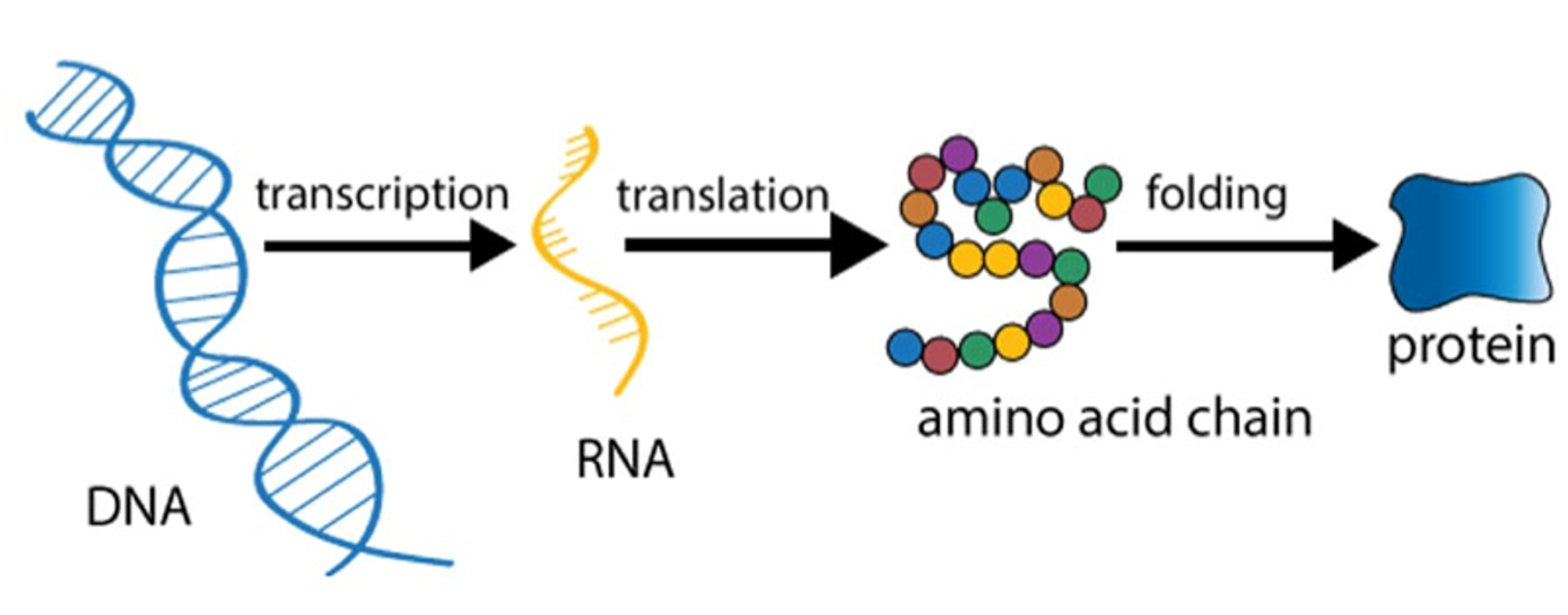 <p><span>•The process of copying information from DNA to mRNA and then translating the message into a series of amino acids to form a protein, is called <u>gene expression</u>.</span></p><p><span>•All cells have approximately 20 000 genes:</span></p><p><span>⚬A gene that is being used in a cell to make mRNA is ‘switched on’</span></p><p><span>⚬A gene that is not being used in a cell to make mRNA is ‘switched off’</span></p>