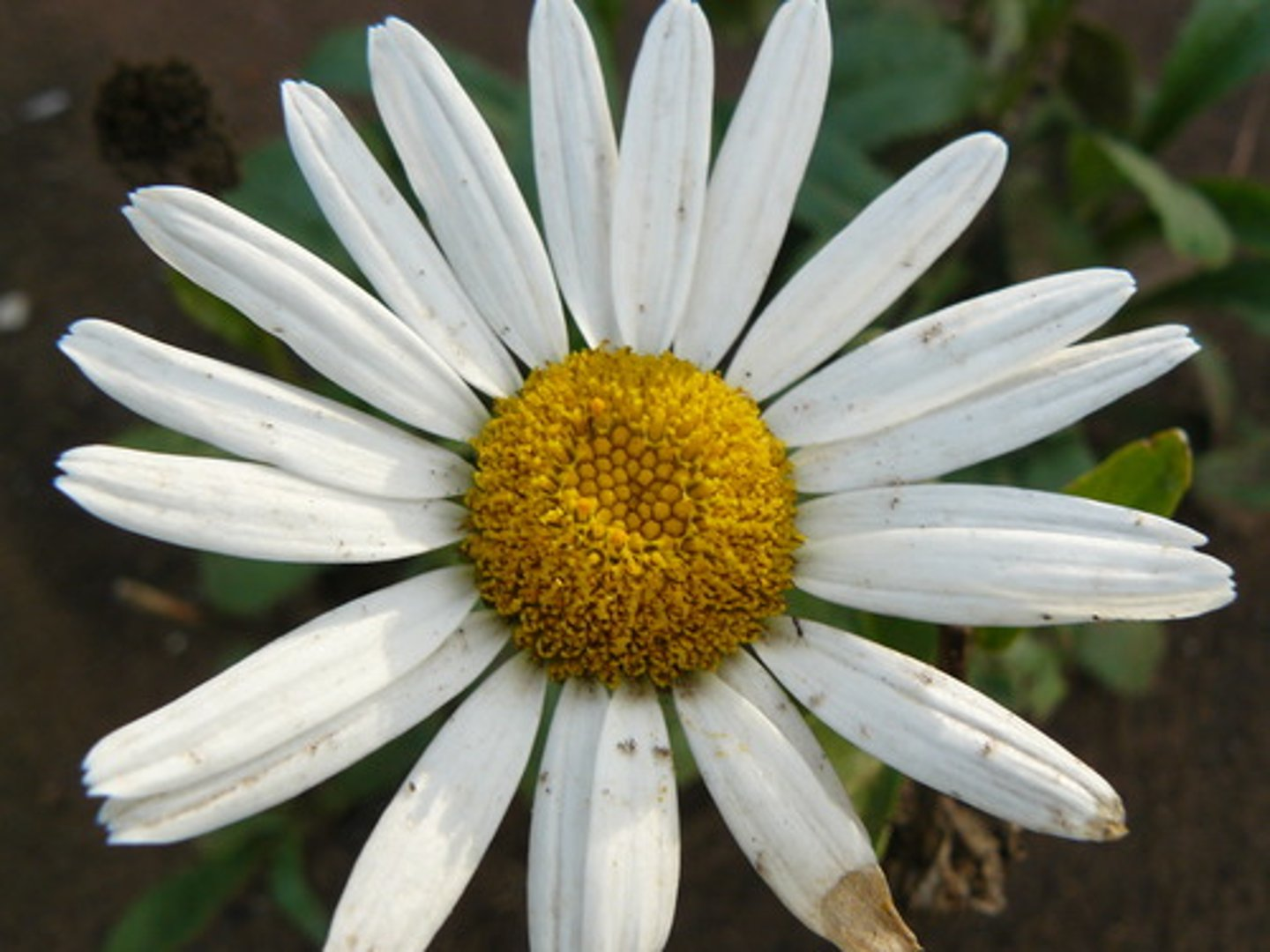 <p>MARGARIDA</p>