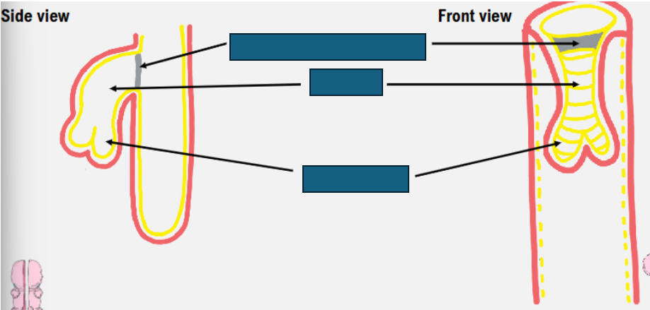 <p>lung bud at week 4</p>