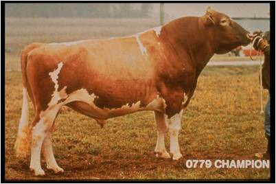 - defined as the capacity to get a cow pregnant (produces sufficient levels of sperm)
- occurs at approximately 1 year of age