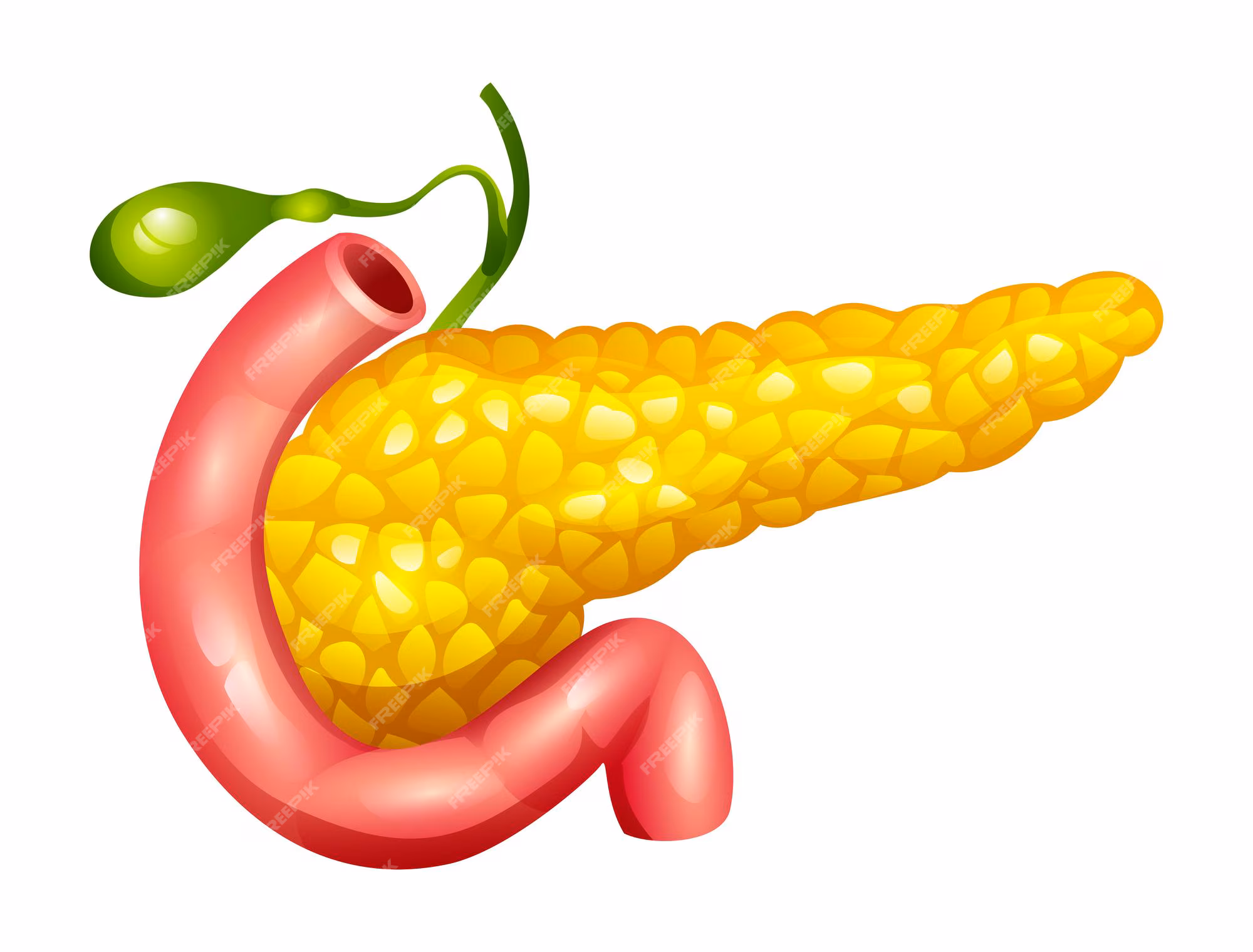 <p>What organ is shown here?</p>