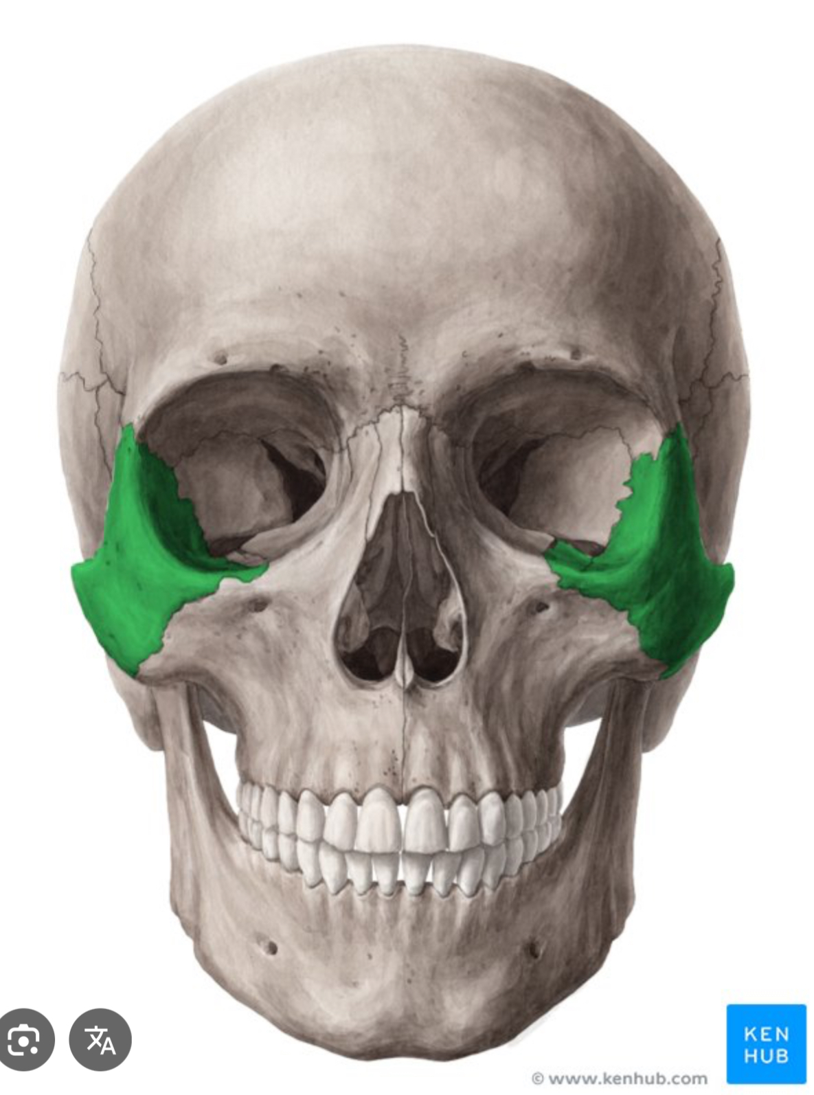 <p>Pair of a regular shaped bones on lateral sides of face</p>