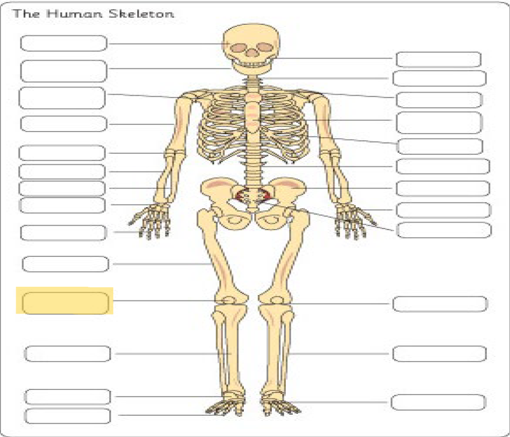 <p>What is this Bone?</p>