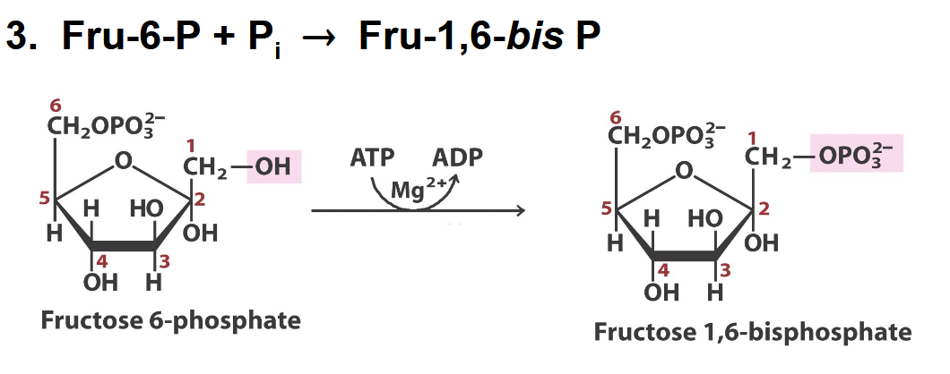 <p>what enzyme</p>