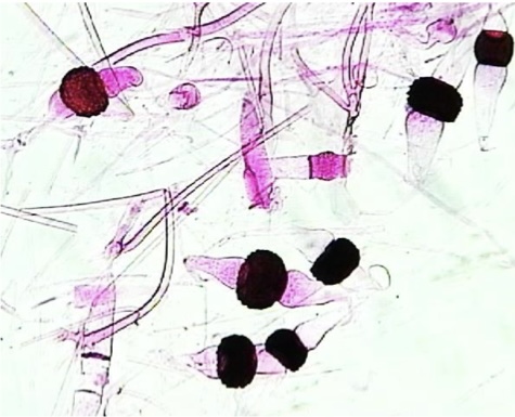 <p>Identify: Fungi</p>