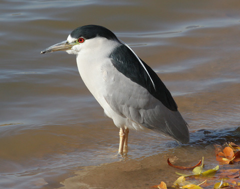 <p>Order: Pelecaniformes Family: Ardeidae</p>