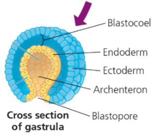 <p>one end of the blastula’s surface internalizes, allowing the blastula to become a gastrula</p><p></p>